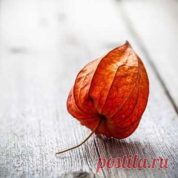 Photographic Print: Physalis Alkekengi on Wood by Pavel Hlystov : 16x16in