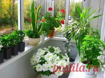 Подкармливаем цветы