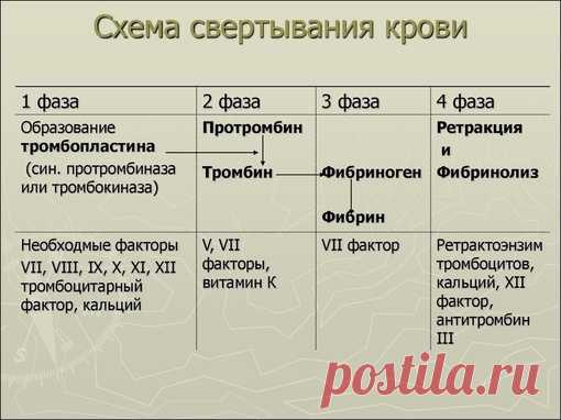 ФАЗЫ СВЕРТЫВАЕМОСТИ КРОВИ
 На первой стадии гемостаза при повреждении сосудов выделяется тканевый тромбопластин, к поврежденным клеткам прилипают и разрушаются тромбоциты, происходит выделение тромбоцитарного тромбопластина.
На второй стадии гемостаза под их влиянием, при участи Са2+ и других факторов свертывания, протромбин кровяной плазмы превращается в тромбин.
На третьей стадии тромбин вызывает полимеризацию растворенного в плазме фибриногена в нерастворимые волокна фи...