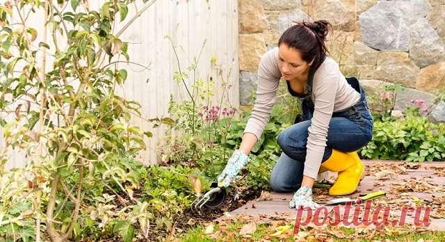 Как избавиться от сорняков на участке навсегда, используя гербициды, мульчирование и другие методы — Домашние заботы