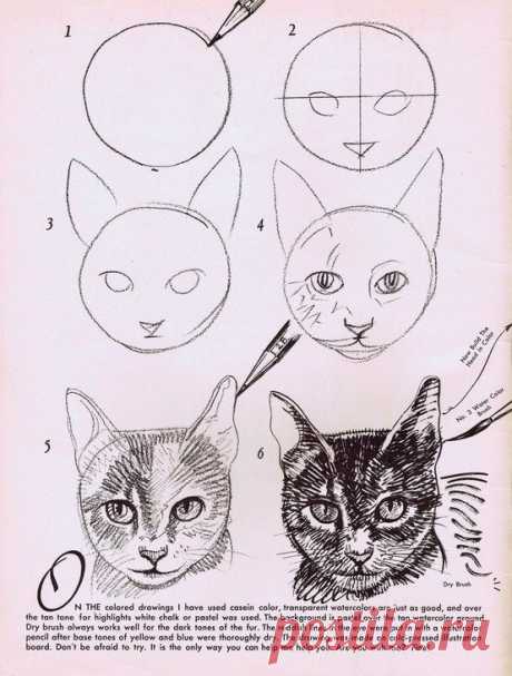 How to draw a cat | kids crafts