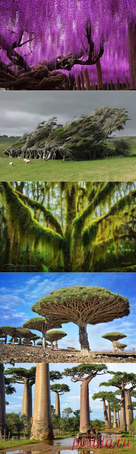 16 великолепных деревьев со всего мира
