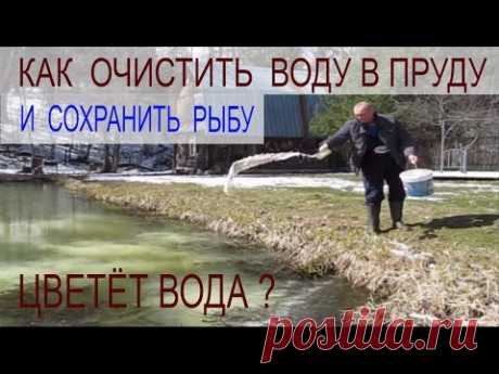 ЧТОБЫ ВОДА В ПРУДУ С РЫБОЙ  НЕ ЦВЕЛА - ВНОСИМ ИЗВЕСТЬ !!!  Пруд на своём участке - YouTube