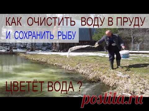 ЧТОБЫ ВОДА В ПРУДУ С РЫБОЙ  НЕ ЦВЕЛА - ВНОСИМ ИЗВЕСТЬ !!!  Пруд на своём участке - YouTube