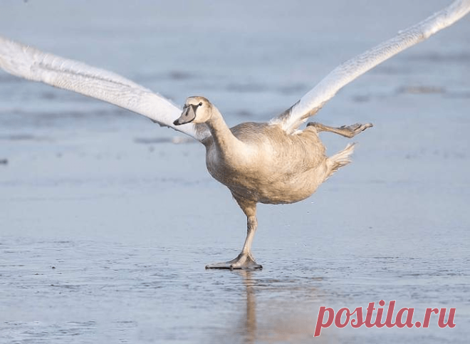 15 фотографий животных, которые внезапны как дрель в женской сумочке