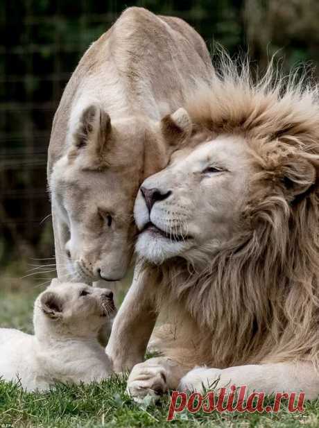 Pride+and+Joy.jpg (663×890)