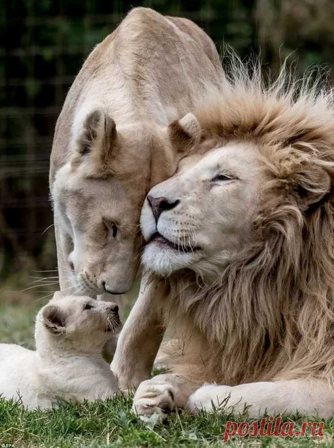 Pride+and+Joy.jpg (663×890)