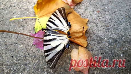 (2) Fotografi per Difetto