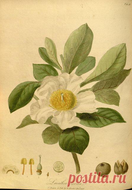 Найдено на сайте flickr.com.