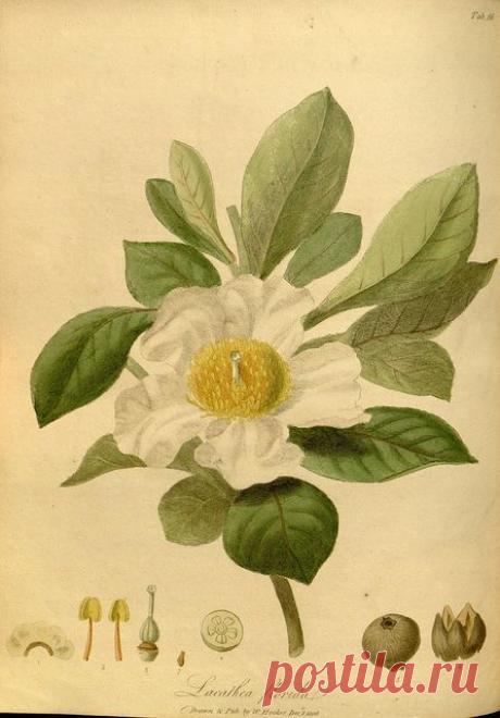 Найдено на сайте flickr.com.