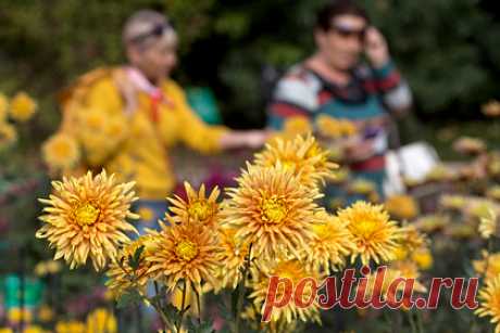 В Крыму подготовили фотозону из живых цветов к Балу Хризантем. В Крыму к традиционному Балу Хризантем в Никитском саду подготовили фотозону из живых цветов. 68-й Бал Хризантем на Южном побережье полуострова начнется 27 октября. Основа для панно — рисунок хризантемы. По схеме высажены красные, белые и желтые сорта цветов. В центре композиции находится аспарагус Шпренгера.
