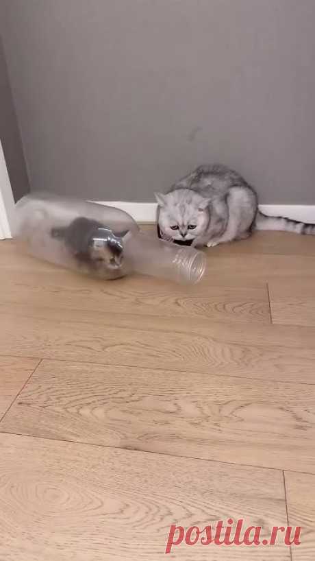 🐾 Cat-Specific Hashtags#CatDance#DancingCats#PurrfectMoves#CatGrooves#FelineFun#PawsOnTheFloor#MeowMoves#FurryDancer#Purrformance#CatLoversUnite---🎶 Dance ...