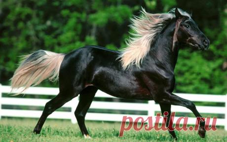 25 чудесных лошадей, от красоты которых перехватывает дыхание