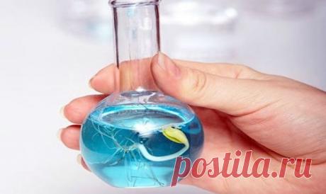 СУПЕРСТИМУЛЯТОРЫ ДЛЯ ДРУЖНОГО ПРОРАСТАНИЯ СЕМЯН
	
Сейчас уже многие огородники достали свои запасы семян и готовят их к посадке. А если вы примете советы нашего агронома Андрея Лозового, то всходы будут дружнее, а рассада – здоровее.

– Можно просто посеять семена в подготовленный грунт и получить терпимую всхожесть. Но если каждое семечко на счету, то будет нелишним обработать их специальными стимуляторами. Тогда взойдут почти все растения. К тому же все всходы будут разв...