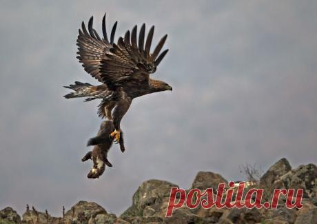 35PHOTO - Иван Иванов - Golden eagle