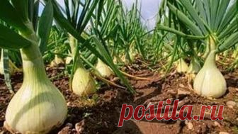 ГЛАВНЫЙ СЕКРЕТ БОЛЬШОГО УРОЖАЯ ЛУКА - ЭТО ПРАВИЛЬНЫЙ ПОСЕВ!