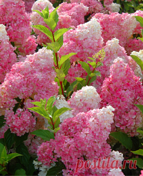 Гортензия Ванилла Фрайз (Vanille-Fraise)