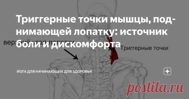Триггерные точки мышцы, поднимающей лопатку: источник боли и дискомфорта Статья автора «Йога для начинающих для здоровья» в Дзене ✍: Триггерные точки, формирующиеся в мышце, поднимающей лопатку (m.