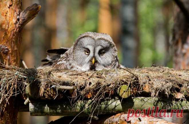 Наседка — National Geographic Россия