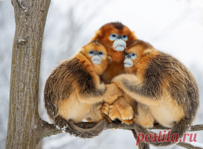 Топ-10 самых красивых фотографий дикой природы | Четыре Лапы. Все о домашних животных | Дзен