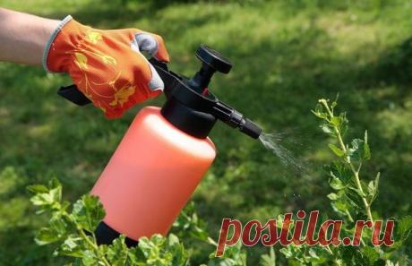 Как быстро избавиться от мучнистой росы на крыжовнике | Твоя усадьба | Яндекс Дзен