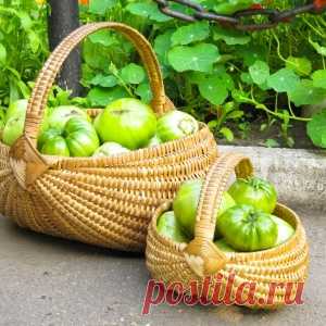 Способы дозаривания зеленых помидоров в домашних условиях