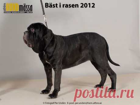 MASTINO NAPOLETANO Domare:  BOSCH BAS, BELGIEN  DOGS OF DARK PRIMO VICTORIA Ägare: ENGELIN MY, STRÖMSTAD Uppfödare: HANSEN JON REMI, ENGELIN MY, STRÖMSTAD
