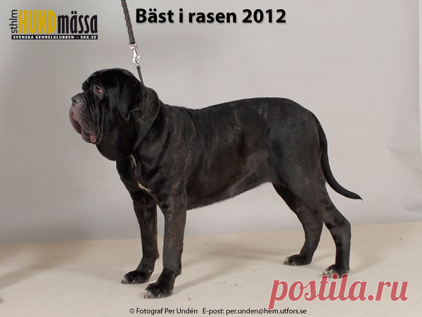 MASTINO NAPOLETANO Domare:  BOSCH BAS, BELGIEN  DOGS OF DARK PRIMO VICTORIA Ägare: ENGELIN MY, STRÖMSTAD Uppfödare: HANSEN JON REMI, ENGELIN MY, STRÖMSTAD