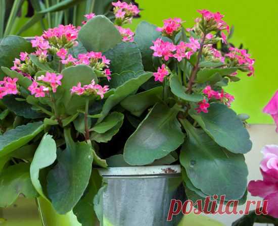 Каланхоэ - целебное растение | Дом интерьер и домашний уют | Женский журнал Lady.ru