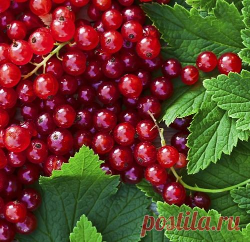 Как вырастить фантастический урожай смородины