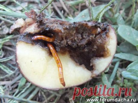 Как избавиться от проволочника на картофеле