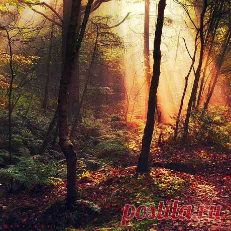 Red autumn