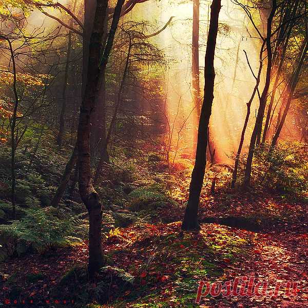 Red autumn