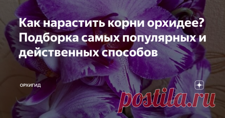 Как нарастить корни орхидее? Подборка самых популярных и действенных способов Лучшие способы наращивания корней орхидее фаленопсис. Над водой, в сфагнуме, в керамзите, в воде вниз листьями. Подробный разбор каждого из способов.