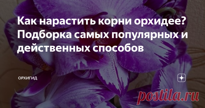 Как нарастить корни орхидее? Подборка самых популярных и действенных способов Лучшие способы наращивания корней орхидее фаленопсис. Над водой, в сфагнуме, в керамзите, в воде вниз листьями. Подробный разбор каждого из способов.