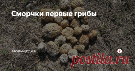 Сморчки первые грибы Растут сморчки в светлых травянистых местах, в лиственных и смешанных лесах, лесных посадках, на не вспаханных сельскохозяйственных полях. Появляются сморчки после затяжных весенних дождей. Собирая сморчки, нужно внимательно всматриваться. Они часто сливаются с подстилкой и плохо различимы под высохшими стеблями прошлогодней травы и первыми всходами молодой растительности. Найдя один гриб нужно ос