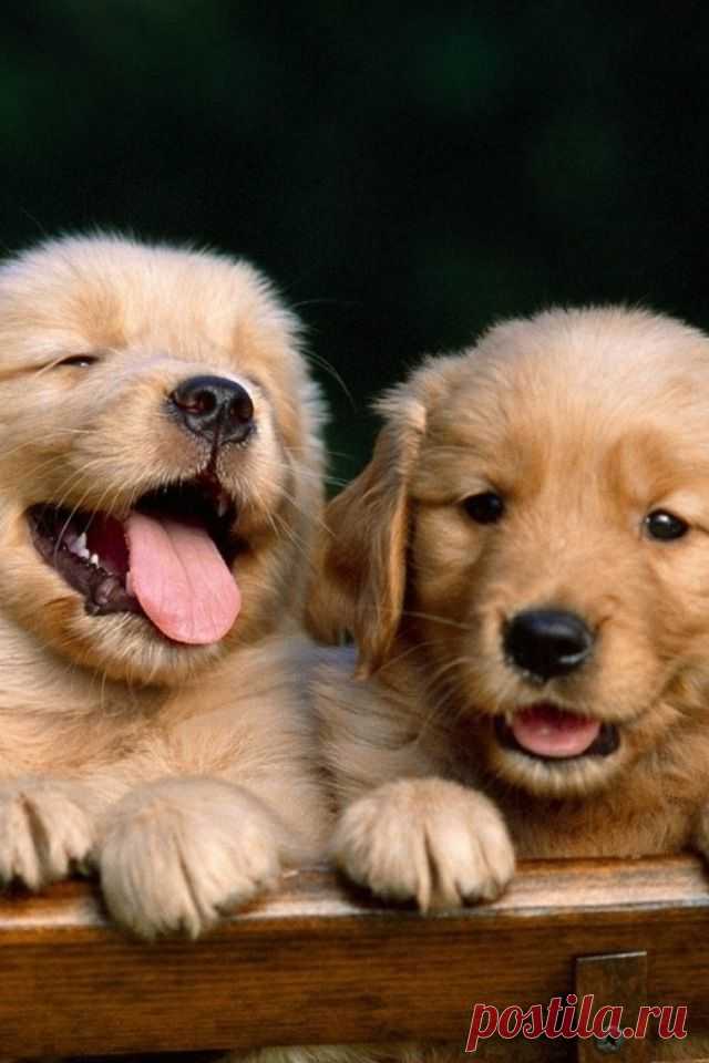 Golden Retrievers Wallpaper