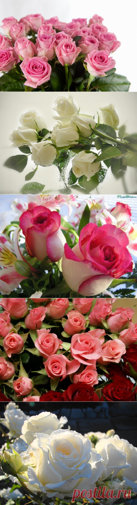 РОЗЫ!!!