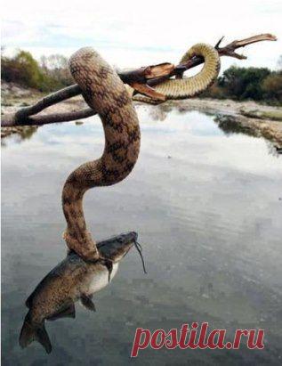 Любопытство  без  мудрости,  приводит  к   трагедиям...как  считаете, это  более характерно  мужскому  или  женскому  полу?