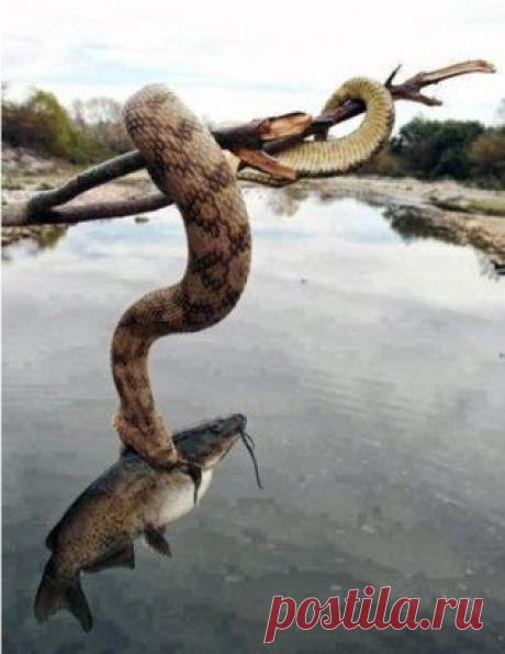 Любопытство  без  мудрости,  приводит  к   трагедиям...как  считаете, это  более характерно  мужскому  или  женскому  полу?