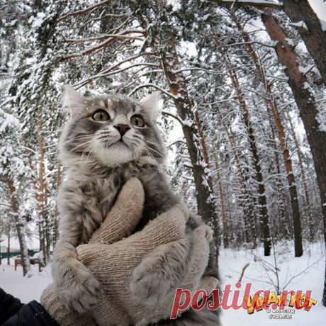 Кота впервые вынесли на улицу.