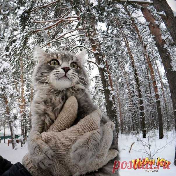 Кота впервые вынесли на улицу.