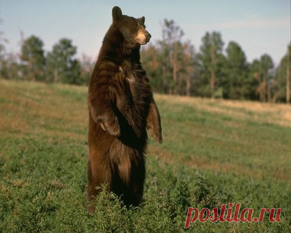 Современная женщина