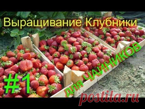 Выращивание клубники в открытом грунте – азы для новичков + видео