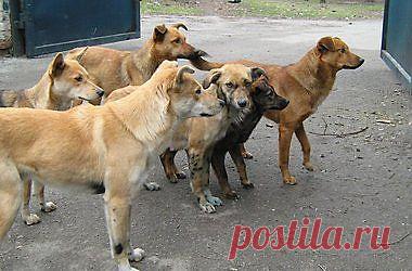 На асфальте сидит дворняга,
В клочьях шерсть, и в глазах печаль,
Солнце жжет, хочет пить бедняга…
Но прохожим его не жаль.