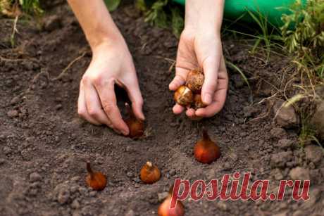Подкормка тюльпанов и других луковичных. Когда, чем и как подкармливать