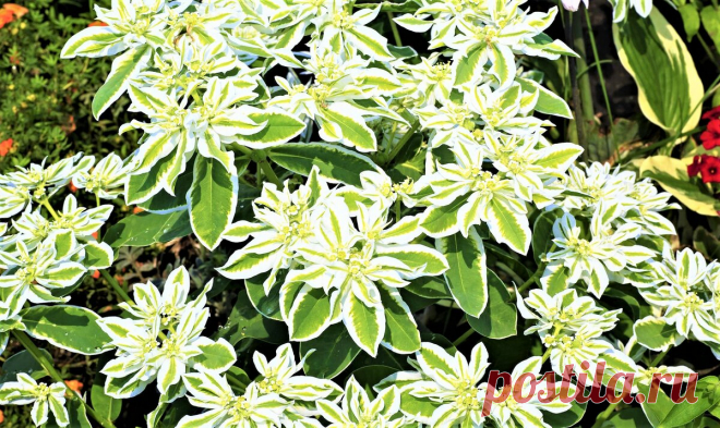 19 красивых цветов для бедной почвы | GardenLife | Дзен
