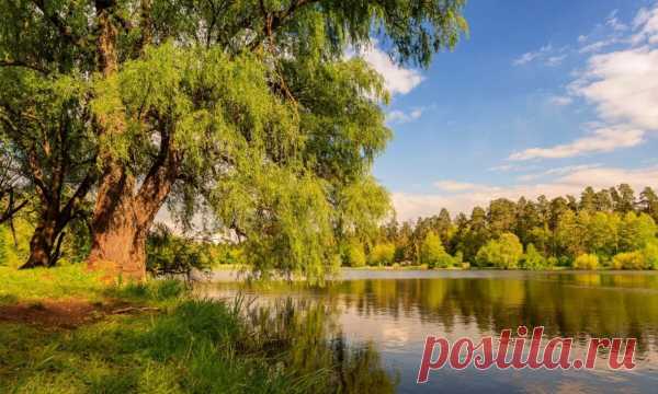 Польза укропа для взрослых и детей — рецепт укропной водички | За Здравие: методы лечения народными средствами в домашних условиях от Захара Олеговича Журавлева