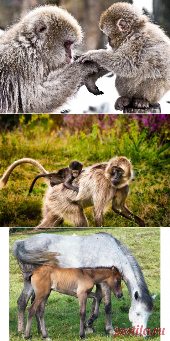 Под родительским крылом | Дай лапку