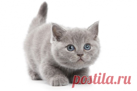 Google+